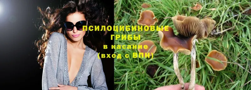 купить   Нижнеудинск  Галлюциногенные грибы Magic Shrooms 